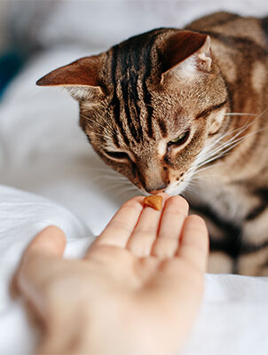 hand feeding treat to cat